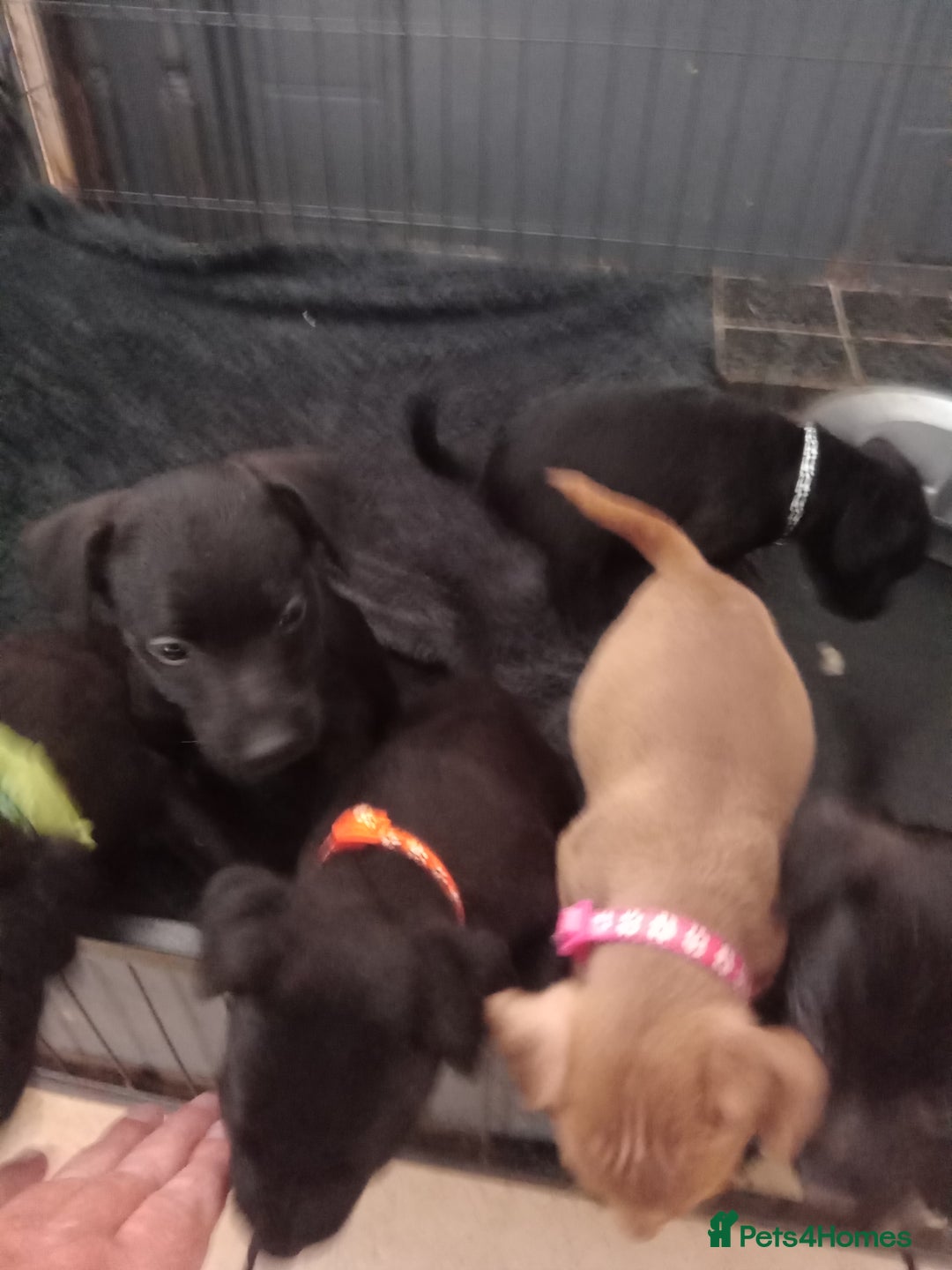 Patterdale Terrier dogs for sale: Patterdale pups for sale ready now - Image 8