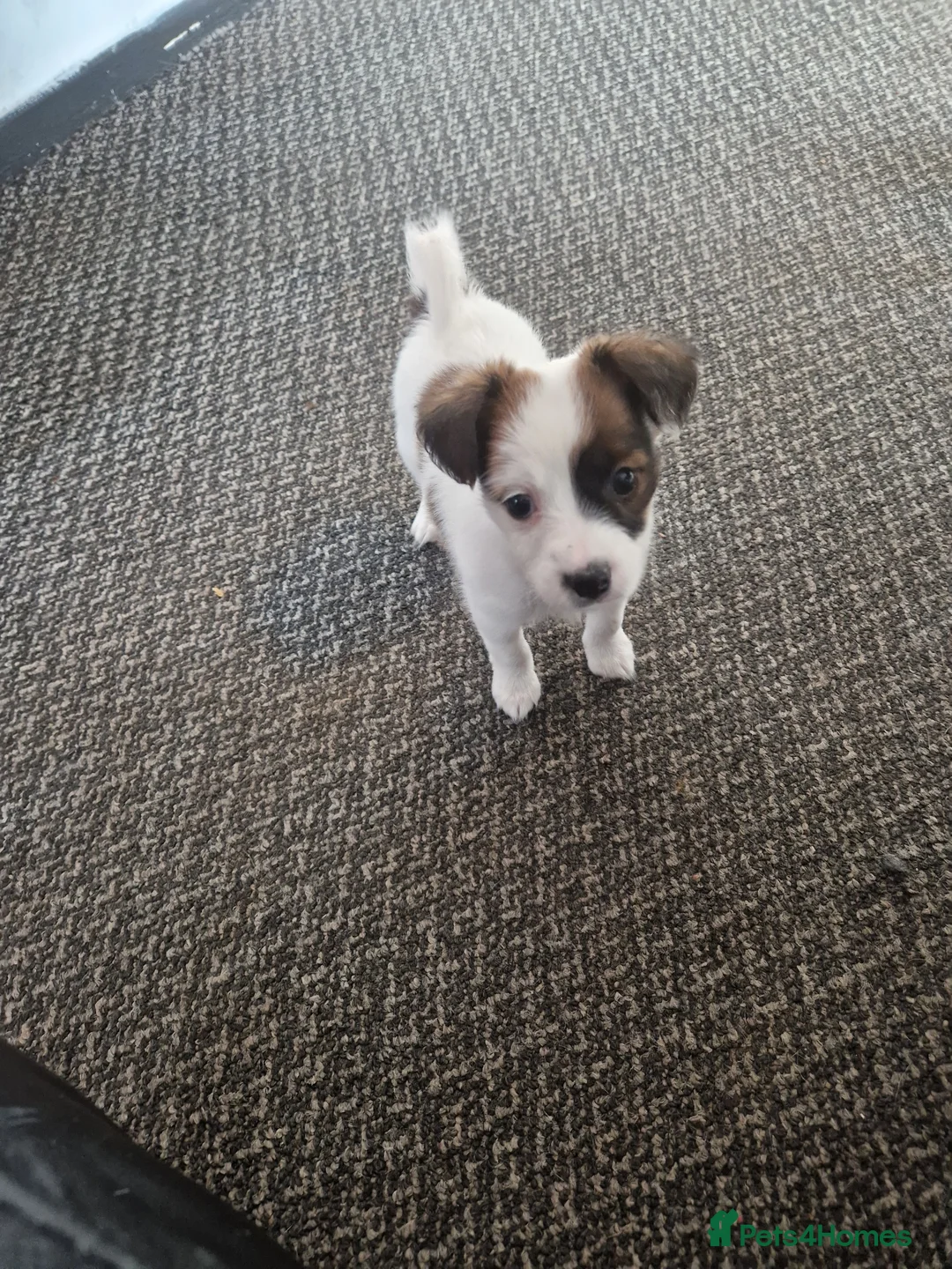 Patterjack dogs for sale: Patterjack puppies - Advert 1