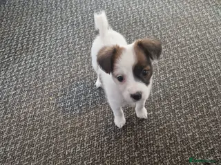 Patterjack dogs Patterjack puppies - Advert 1