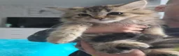 Persian cats for sale: Beautiful dollface persian chinchilla kittens  - Advert 4