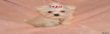 Oscar