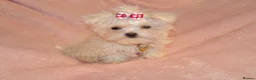Maltese dogs for sale: ****Exquisite KC Registered Maltese Boy Puppy****  - Advert 16