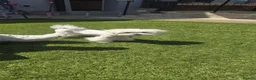 Maltese dogs for sale: Beautiful miniature female - Advert 10