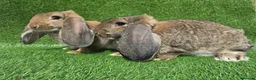 French Lop rabbits for sale: French lops 1 buck 2 does - Advert 1