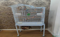 Budgerigars birds for sale: Budgie and cage for sale - Image 3