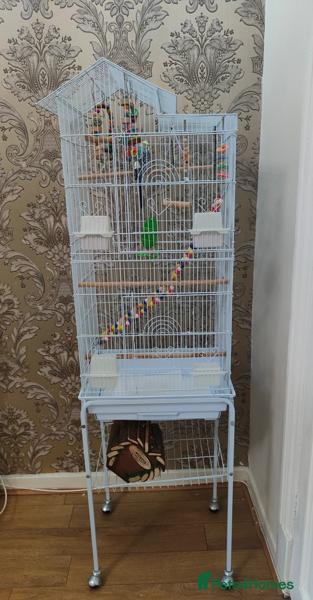 Budgerigars birds for sale: Budgie and cage for sale - Image 3