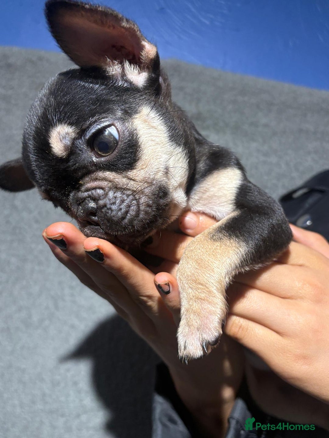 French Bulldog dogs for sale: Beautiful French bulldog puppies  - Advert 6