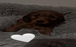 Cockapoo dogs for sale: **REDUCED** READY TO GO GIRL MINIATURE COCKAPOOS  - Image 15