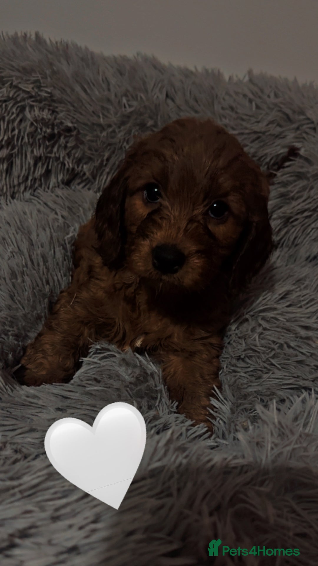 Cockapoo dogs for sale: **REDUCED** READY TO GO GIRL MINIATURE COCKAPOOS  - Image 15
