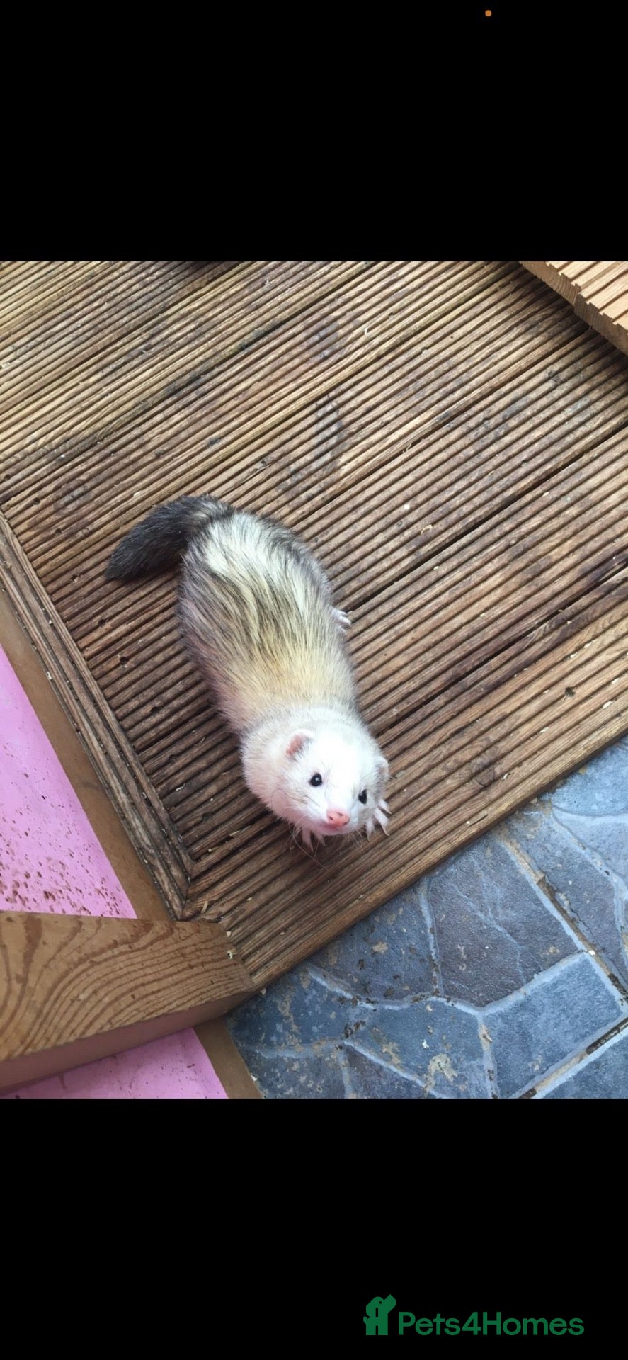 Ferret rodents Ferrets for sale  - Advert 2