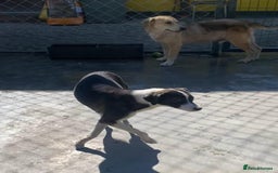 Mixed Breed dogs for adoption: Kaia, 1.5 yrs approx. Available for adoption. - Advert 7