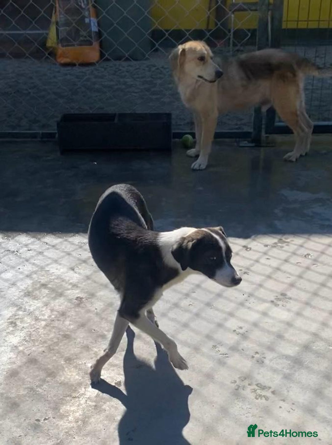 Mixed Breed dogs for adoption: Kaia, 1.5 yrs approx. Available for adoption. - Advert 7