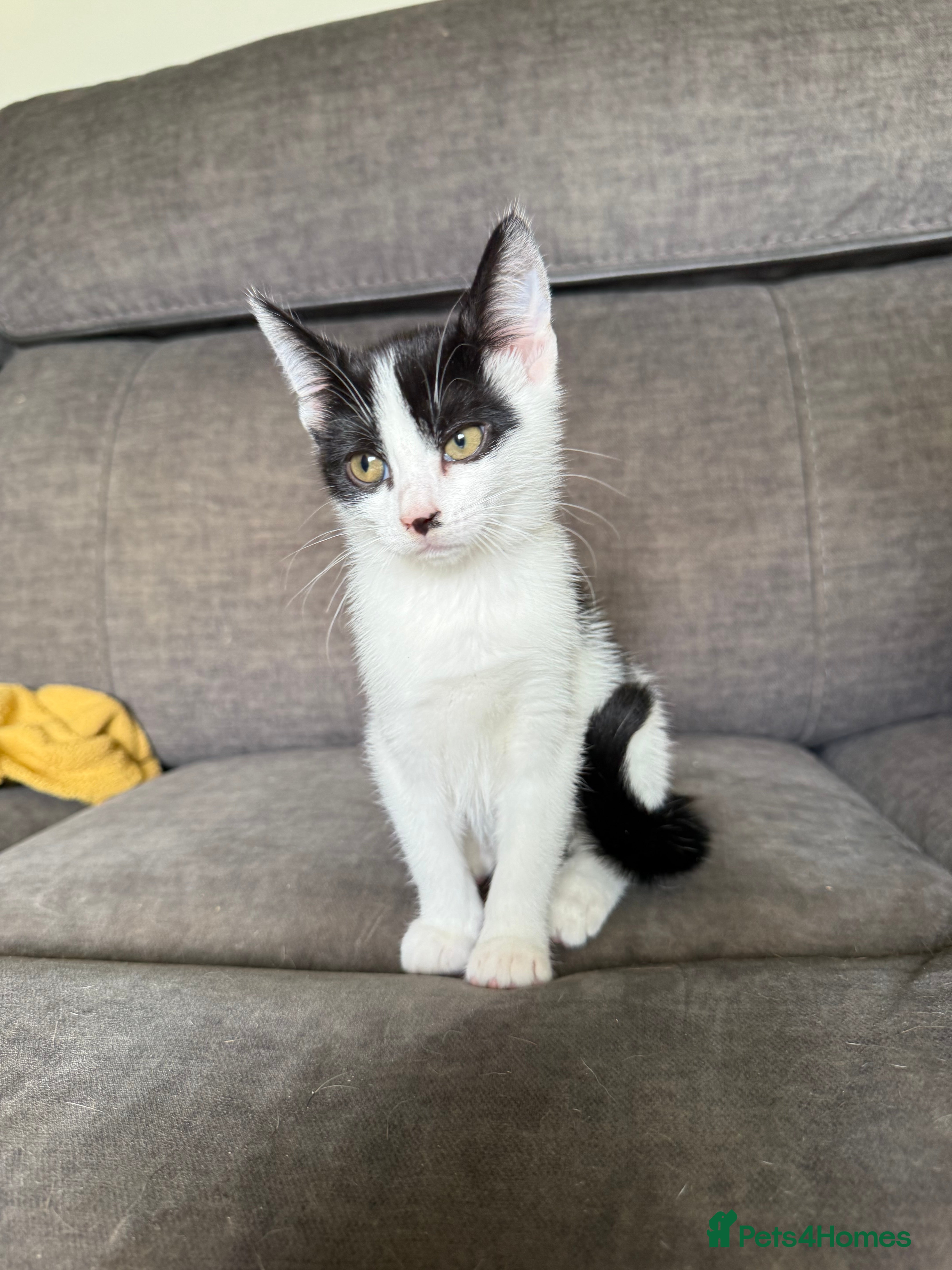 Mixed Breed cats Kittens  - Advert 2