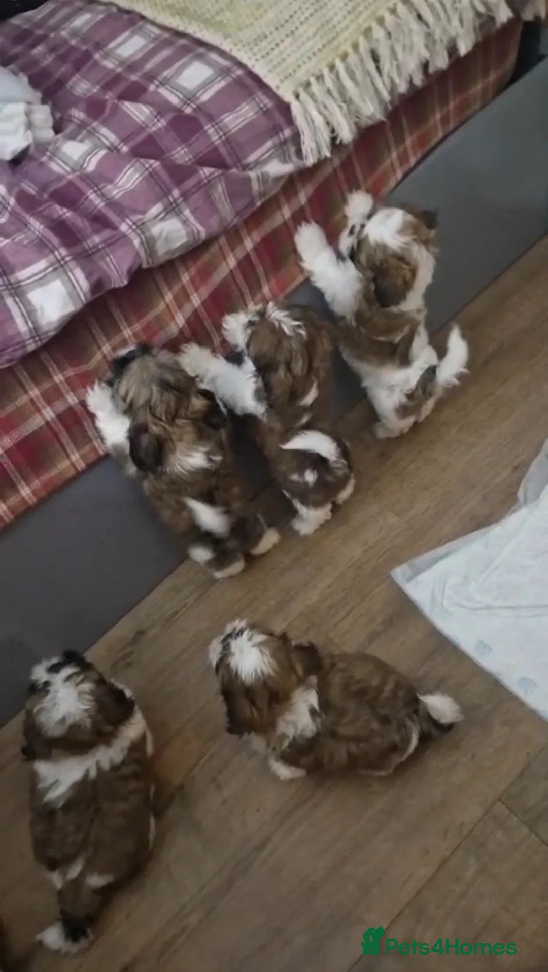 Shih Tzu dogs for sale: Shih Tzu puppies - Advert 29
