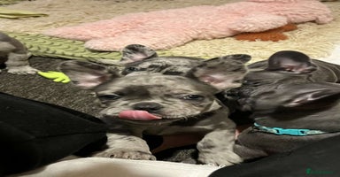 French Bulldog dogs - Advert 4
