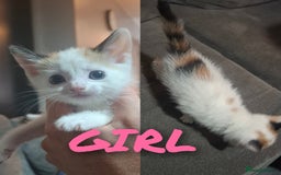 Mixed Breed cats for sale: Beautiful kittens - Image 2