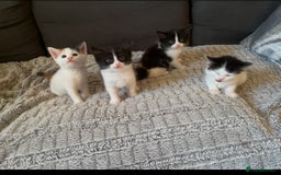 Turkish Van cats for sale: Calico kittens looking for there forever home  - Image 6