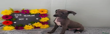 Italian Greyhound 2
