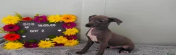 Italian Greyhound dogs for sale: Absolutely stunning Italian greyhounds - Advert 6