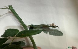 Stick Insects invertebrates for sale: Stick insects. Macleays spectre and red winged - Image 7