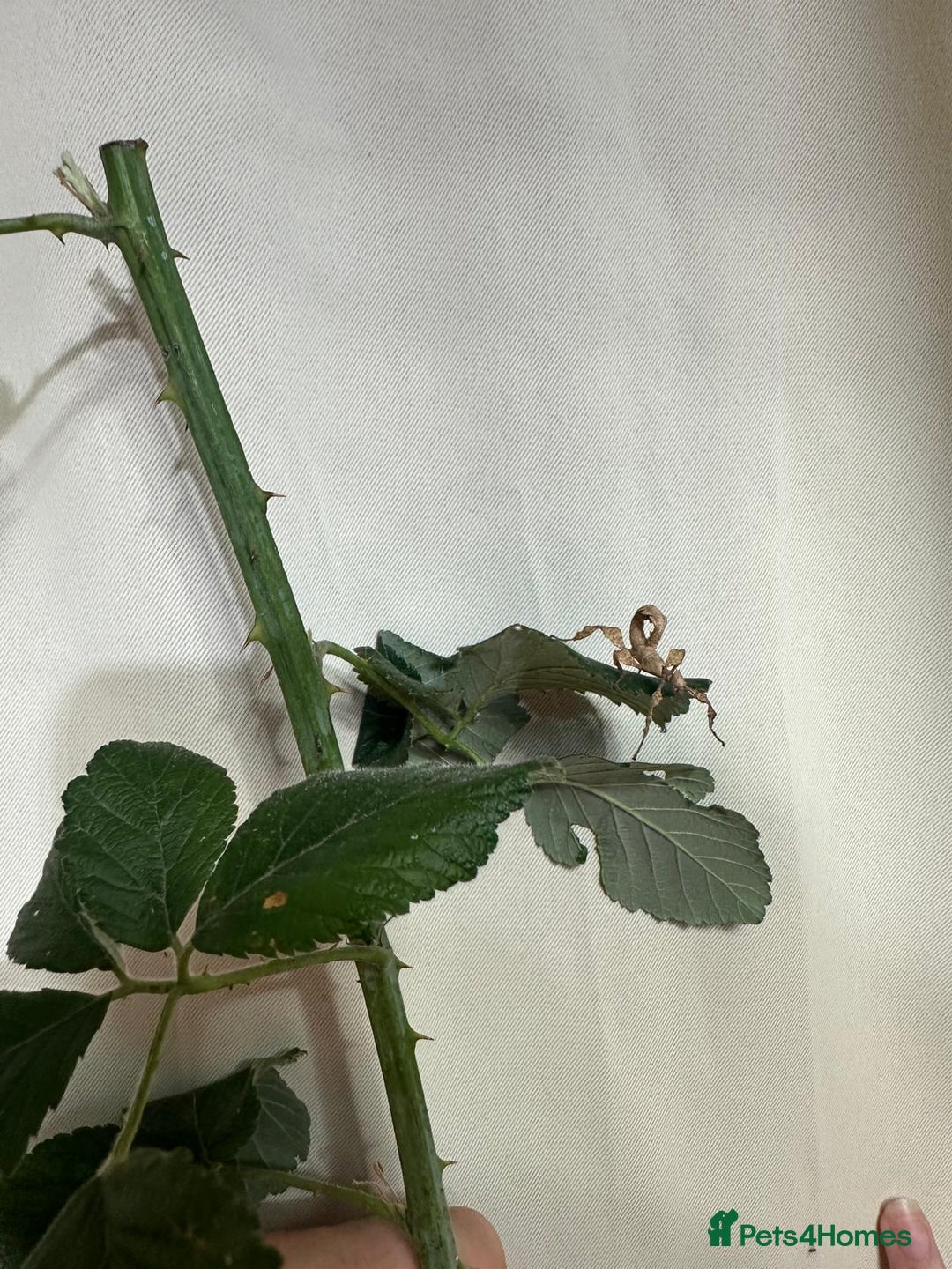Stick Insects invertebrates for sale: Stick insects. Macleays spectre and red winged - Image 7