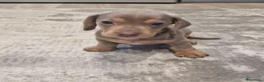 Dachshund 5