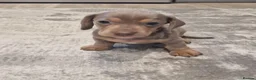 Dachshund dogs for sale: Ready Now, amazing colours - Advert 14