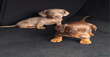 Miniature Dachshund dogs - Advert 5