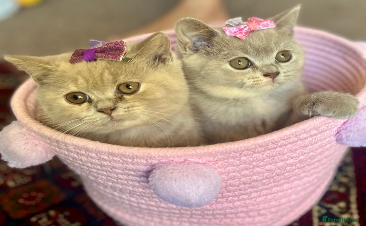 British Shorthair cats - Advert 10
