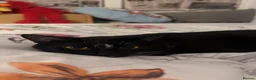 Mixed Breed cats for sale: Rehome my lovely Vader  - Advert 4