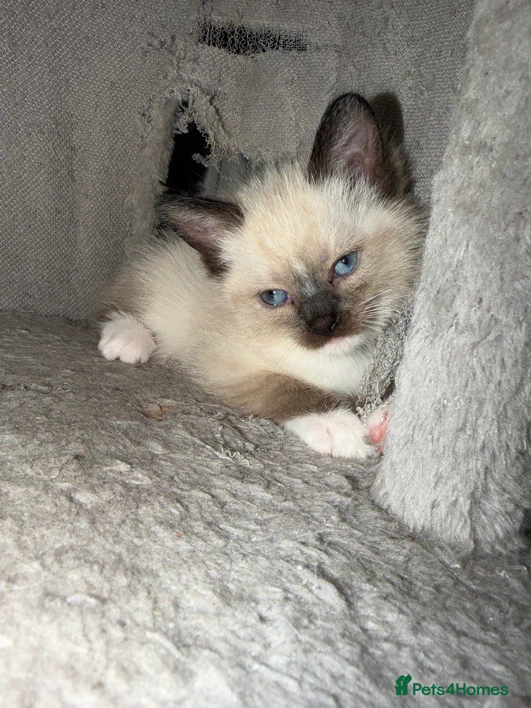 Ragdoll cats for sale: 5 beautiful ragdoll cross kittens available. - Advert 6