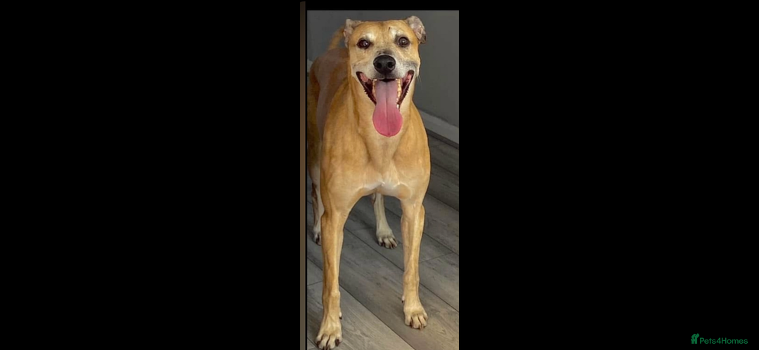 Mixed Breed dogs for sale: Dogs name bow   - Advert 1