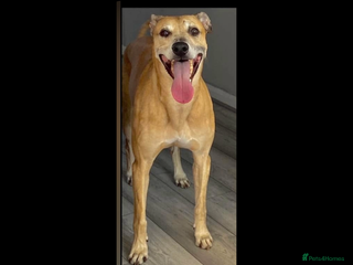 Mixed Breed dogs Dogs name bow - Advert 1