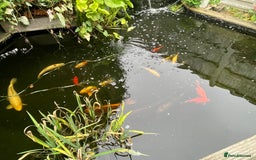 Koi Carp fish for sale: Koi Carp for Sale (rehoming due to baby and dog)  - Image 5