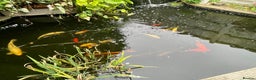 Koi Carp fish for sale: Koi Carp for Sale (rehoming due to baby and dog)  - Advert 5