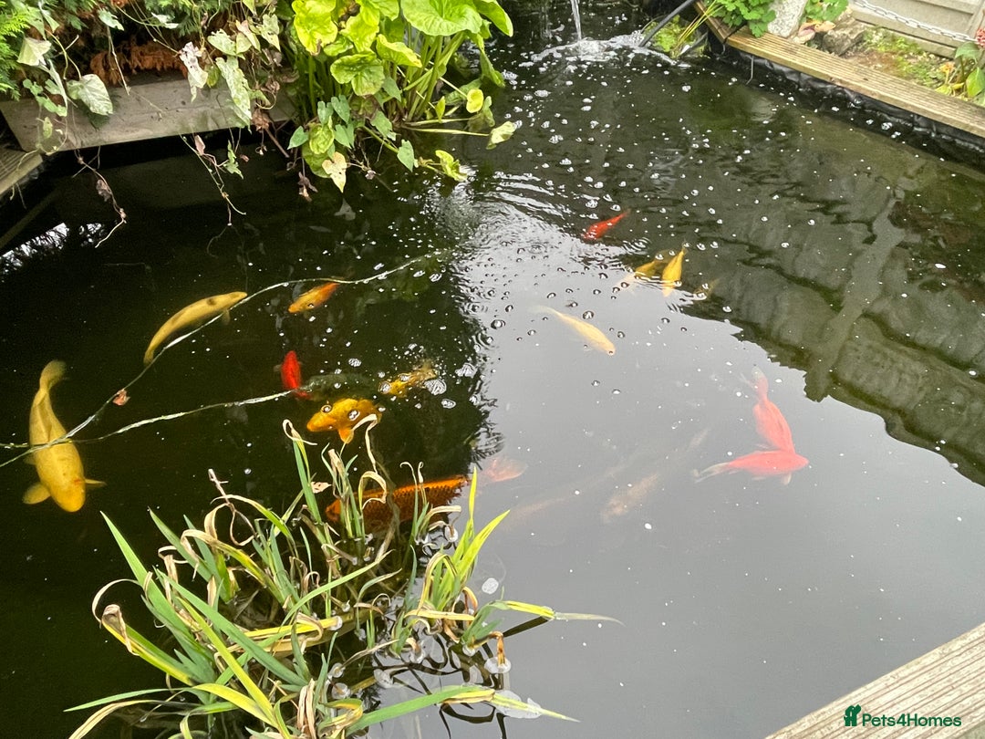 Koi Carp fish for sale: Koi Carp for Sale (rehoming due to baby and dog)  - Image 5