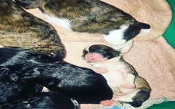 Shihpoo dogs for sale: Read the advert 5 star rated Toy shihpoo puppies - Image 8