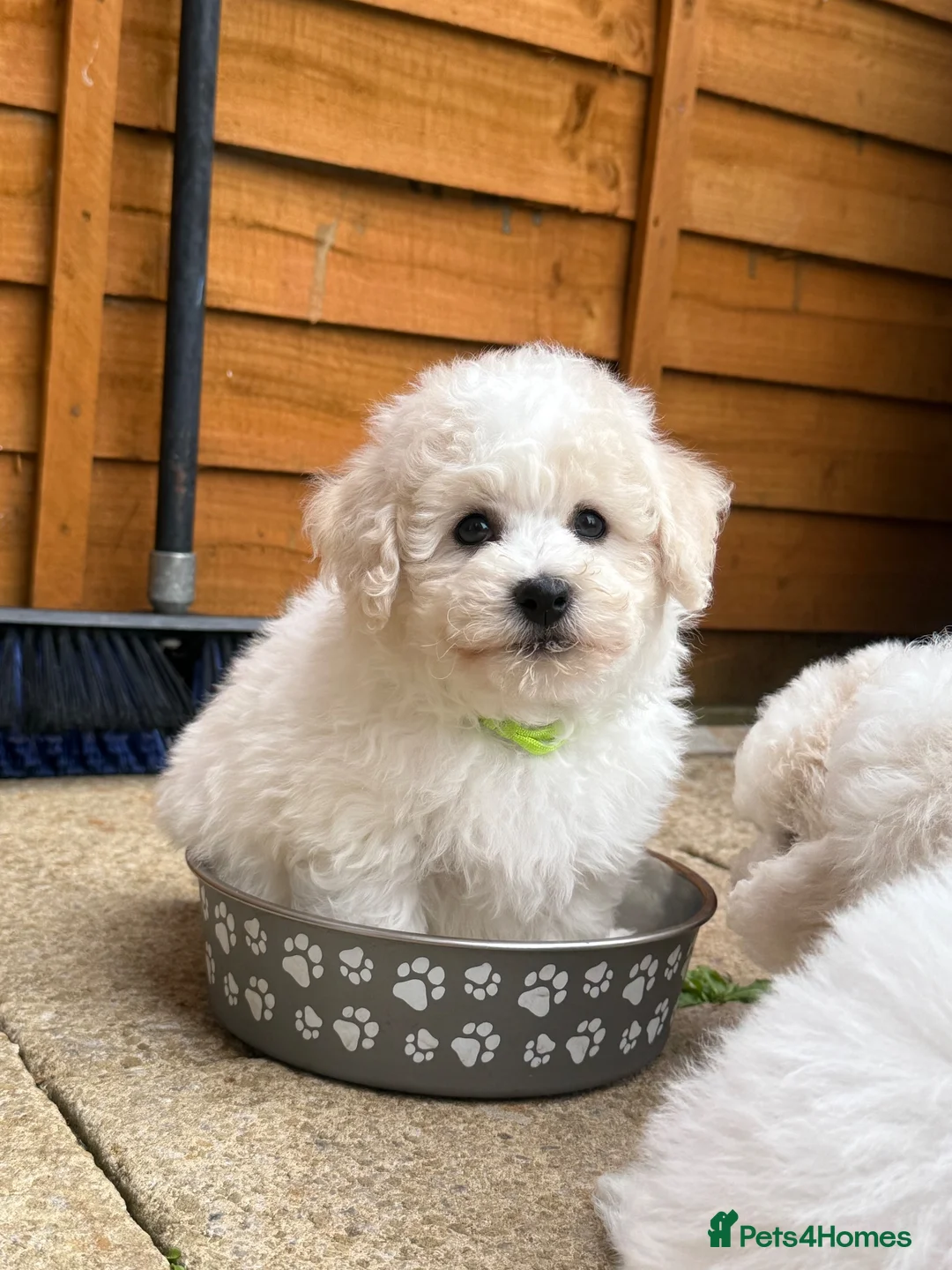 Bichon Frise dogs for sale: ☁️ Little Clouds Looking for Their Forever Home ☁️ - Advert 2