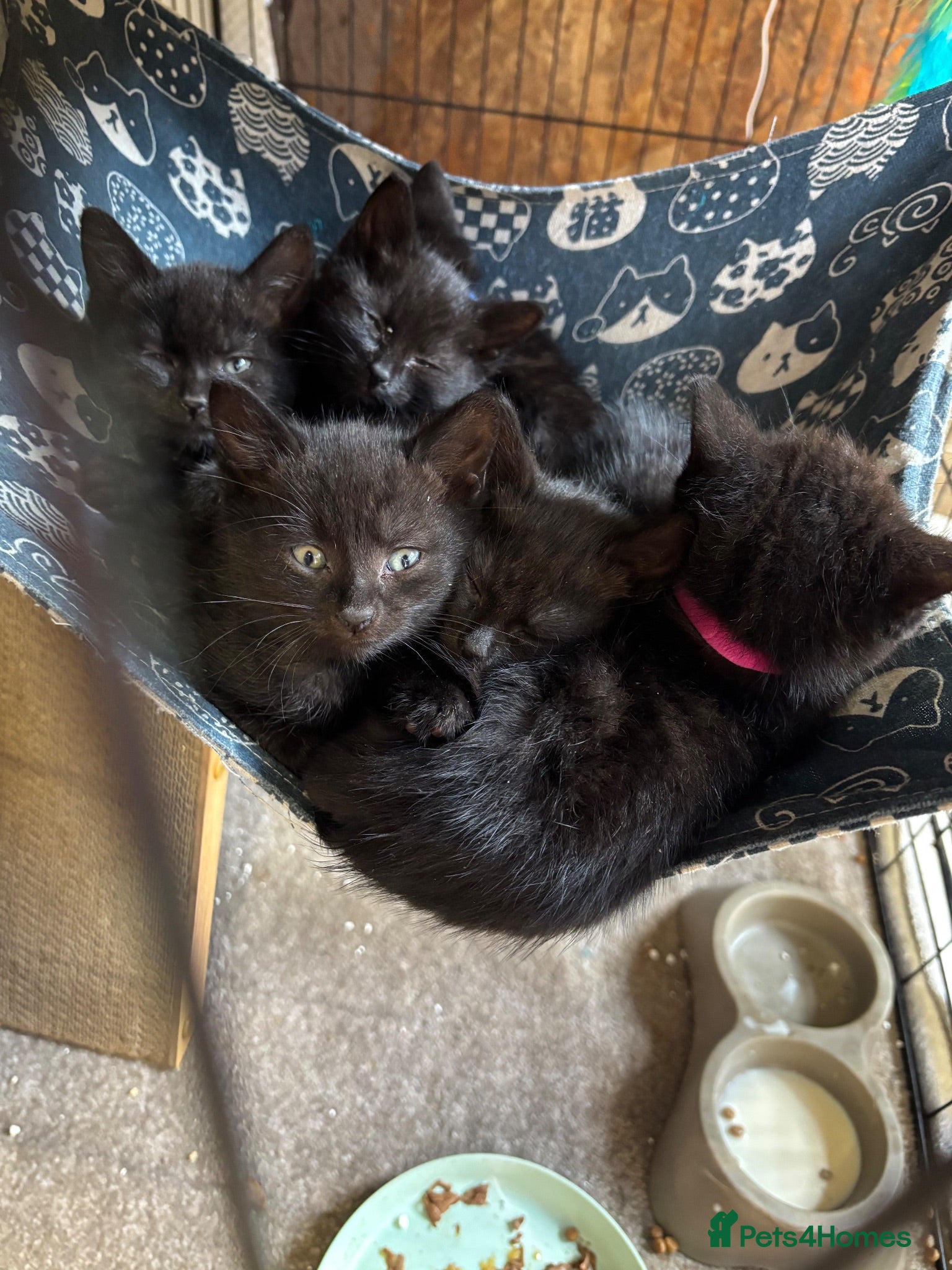Mixed Breed cats Two Gorgeous Black Kittens  - Advert 1