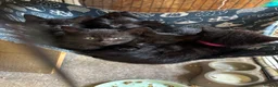 Mixed Breed cats for sale: Two Gorgeous Black Kittens  - Advert 1