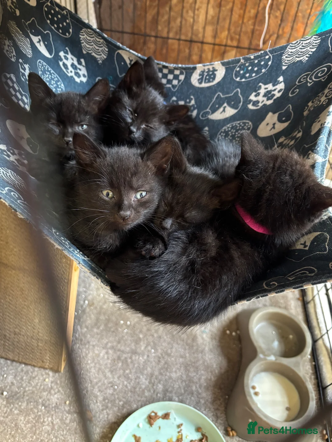 Mixed Breed cats for sale: Two Gorgeous Black Kittens  - Advert 1