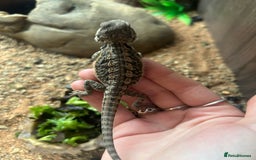 Bearded Dragon reptiles for sale: bearded dragon babies  - Image 8