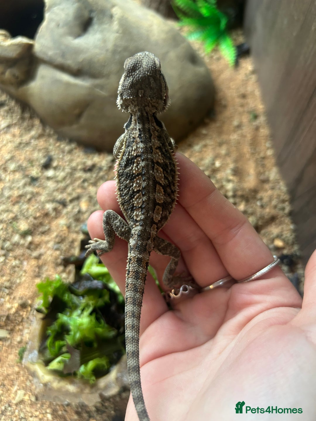 Bearded Dragon reptiles for sale: bearded dragon babies  - Image 8