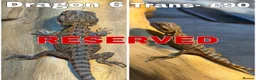 Bearded Dragon reptiles for sale: Bearded Dragons Ready To Reserve - Advert 6