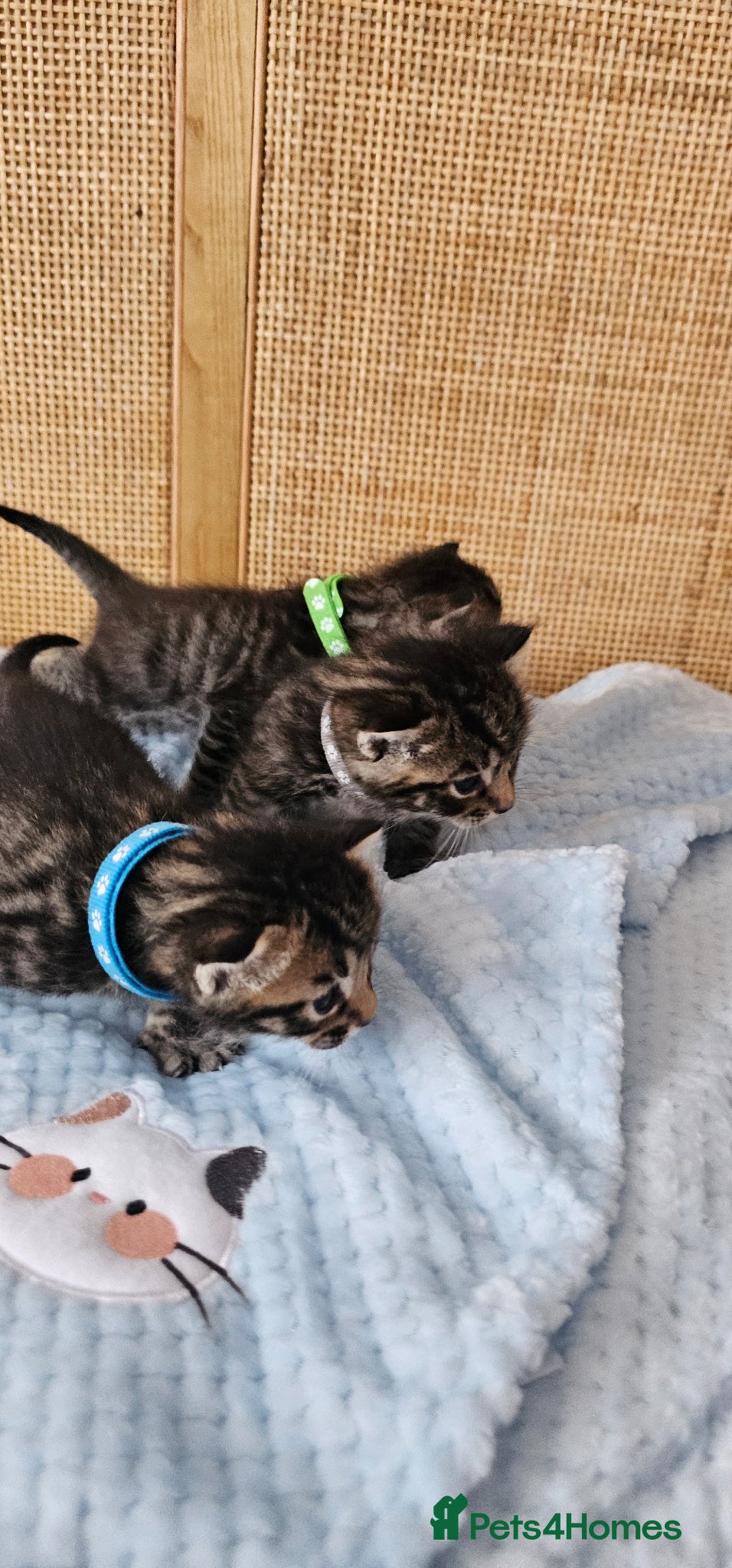 Mixed Breed cats for sale: Beautiful Bengal Mix Kittens - Advert 8