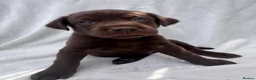 Labrador Retriever dogs for sale: Redfox cross Boxhead labrador puppies  in Bedford - Advert 2