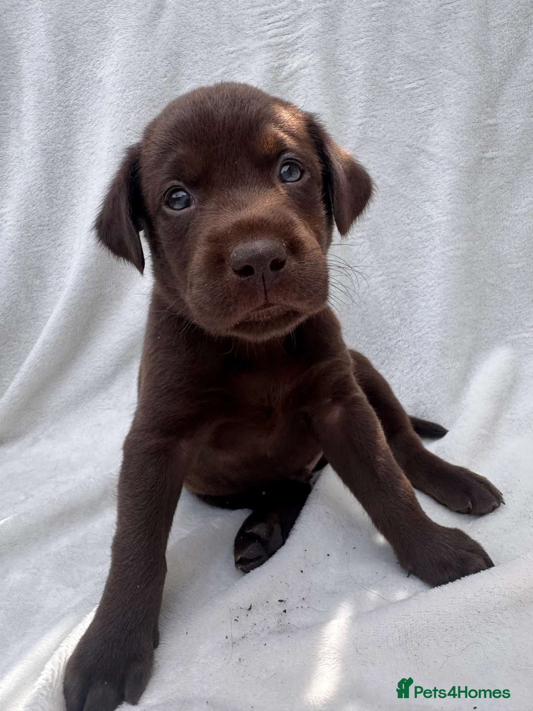 Labrador Retriever dogs for sale: Redfox cross Boxhead labrador puppies  in Bedford - Advert 2