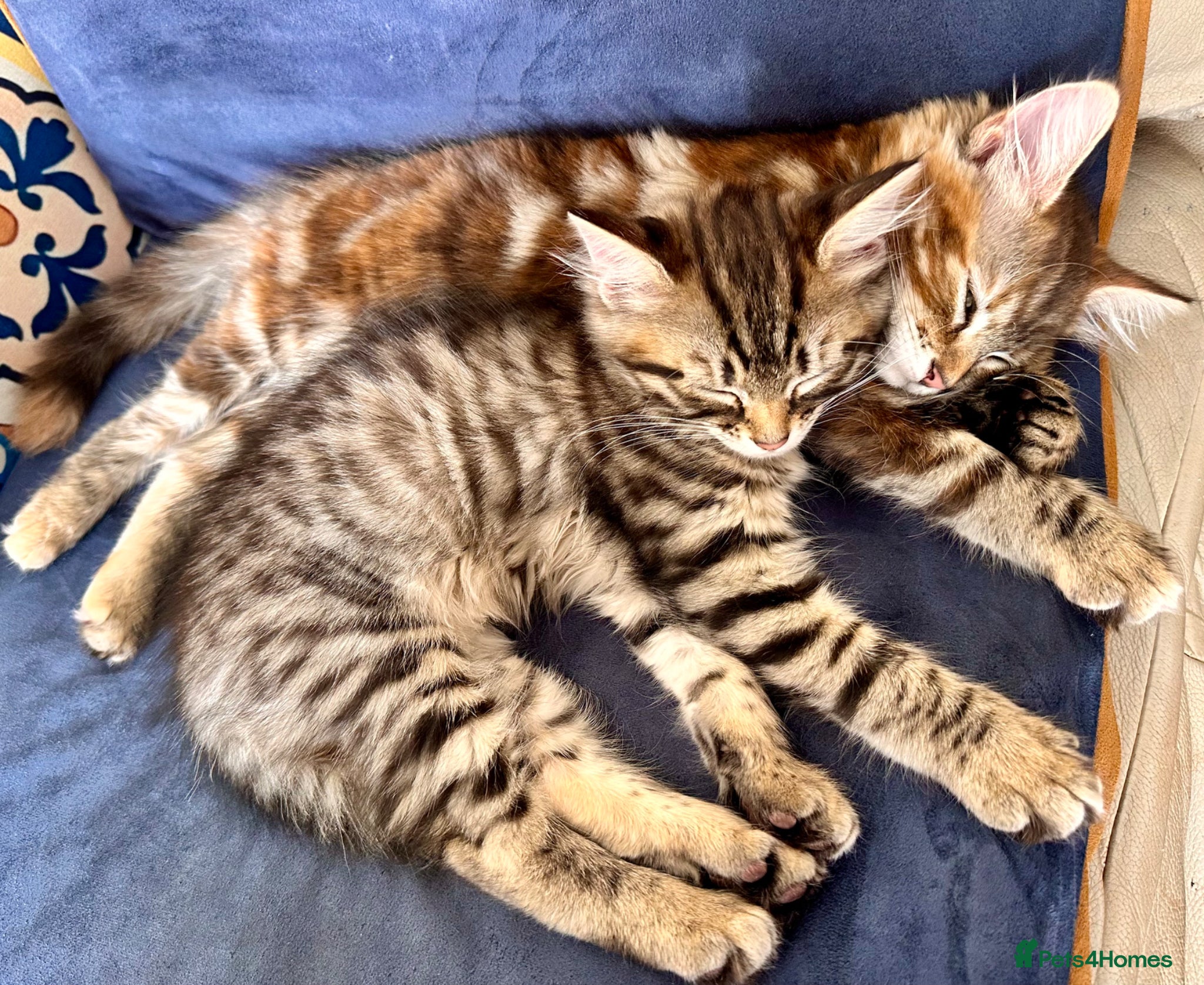 Mixed Breed cats Amiable mixed breed kittens: 3 females  - Advert 2