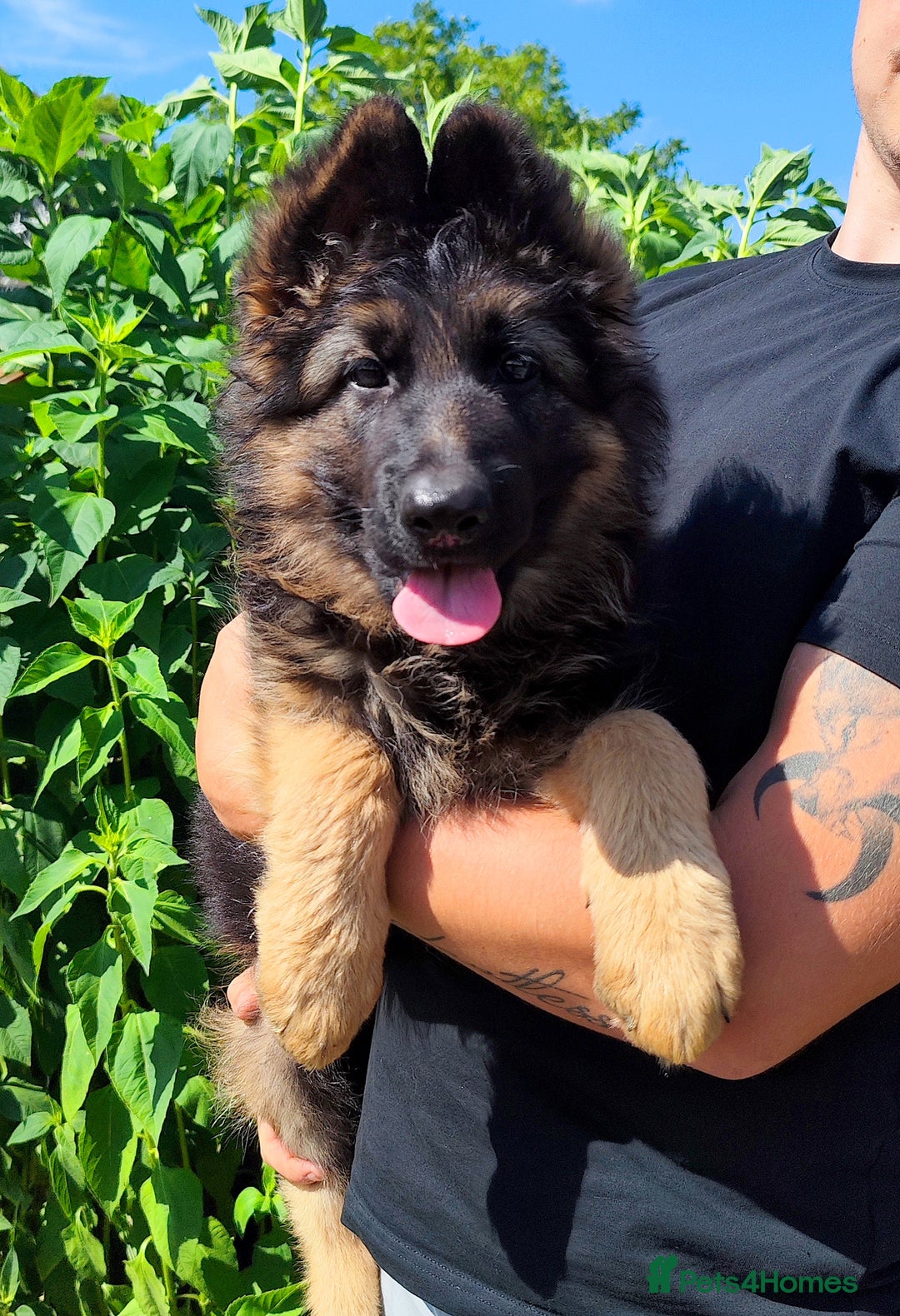 German Shepherd dogs for sale: Outstanding KC longhaired german shepherd puppies - Image 23