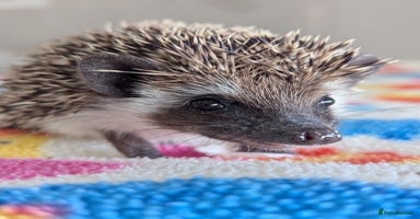 Pygmy Hedgehog rodents Adorable Hoglets need 5*homes.READY NOW!!!! - Advert 6